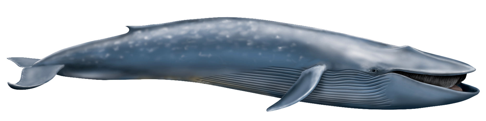 Baleine bleue PNG Transparent