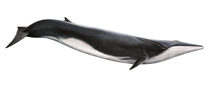 Fond Transparent de baleine bleue
