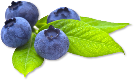 Blueberry PNG Transparent Picture