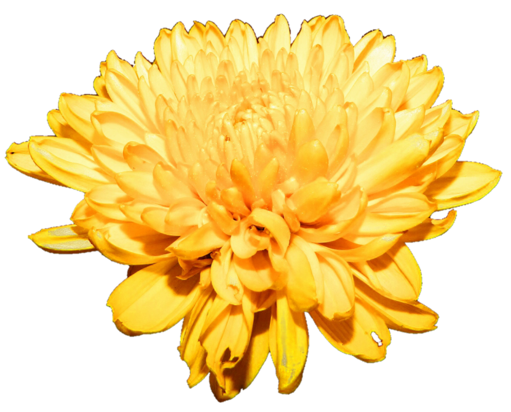 Chrysanthemum PNG Free Download