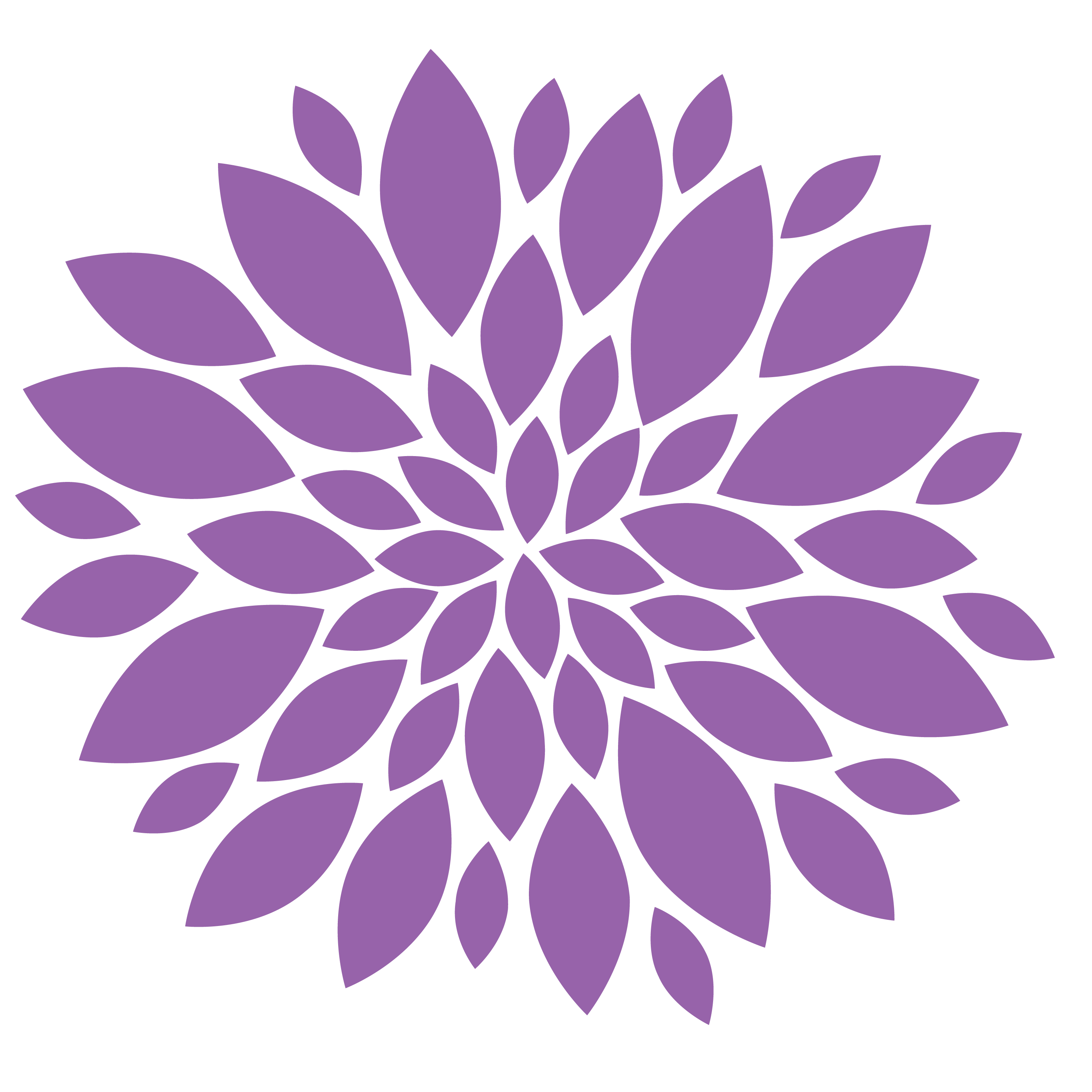 Chrysanthemum PNG Image