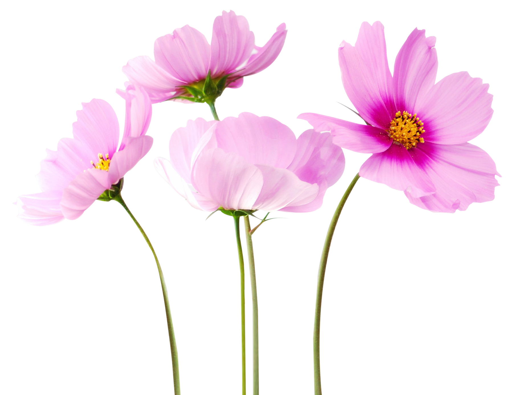 Colorful Flowers PNG Transparent Image