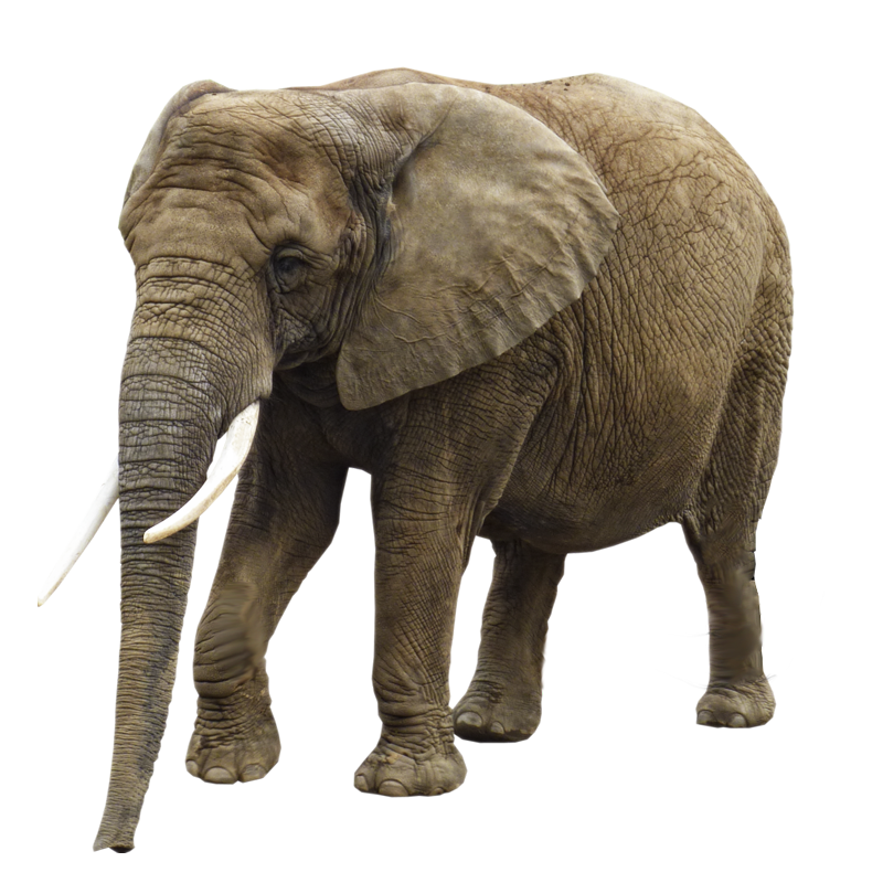 Imagen transparente del elefante PNG