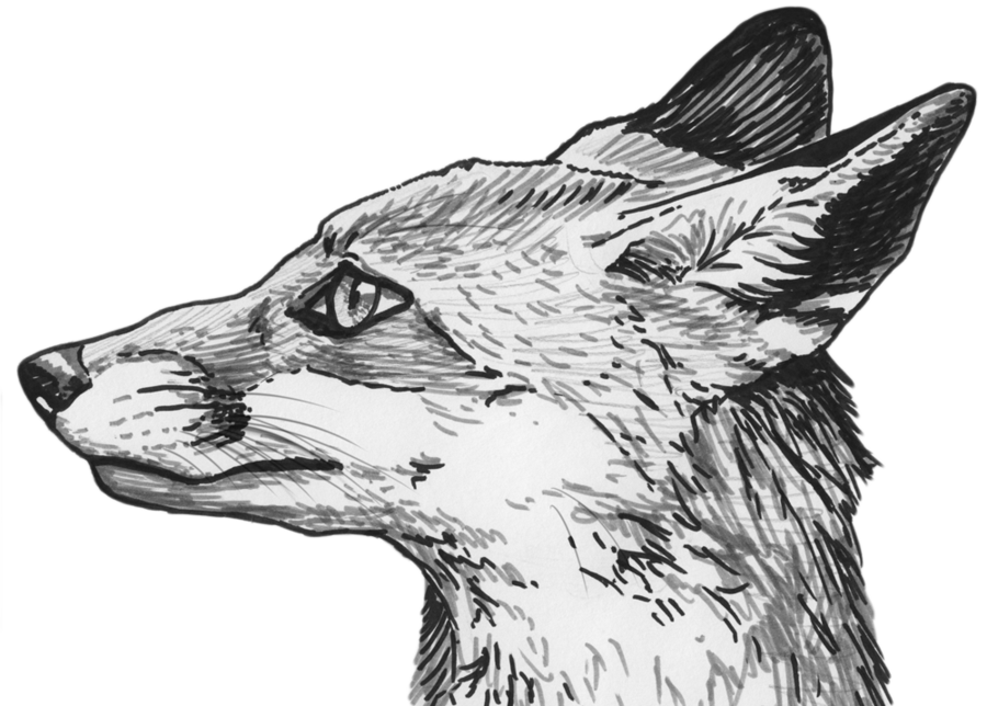 Fox yeux PNG Clipart
