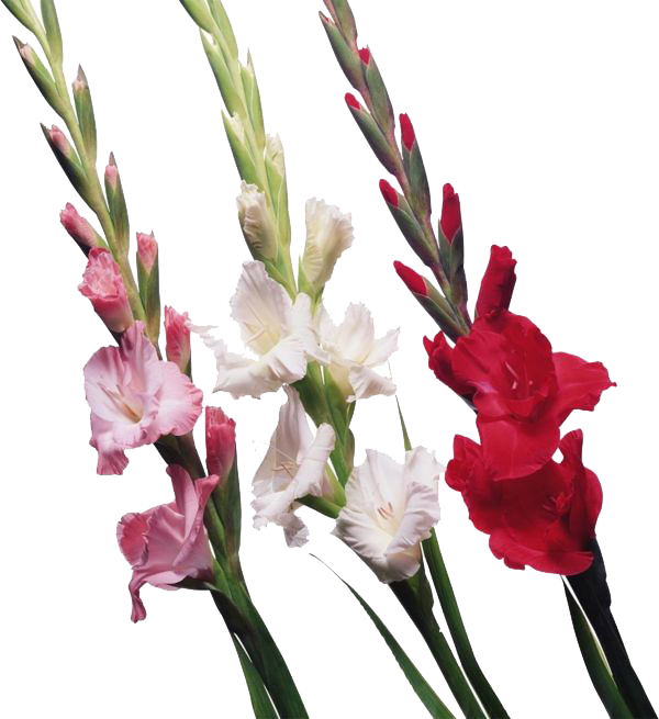 Gladiolus PNG Dosyası