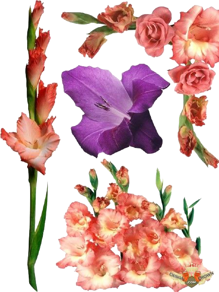 Gladiolus PNG Dosyası