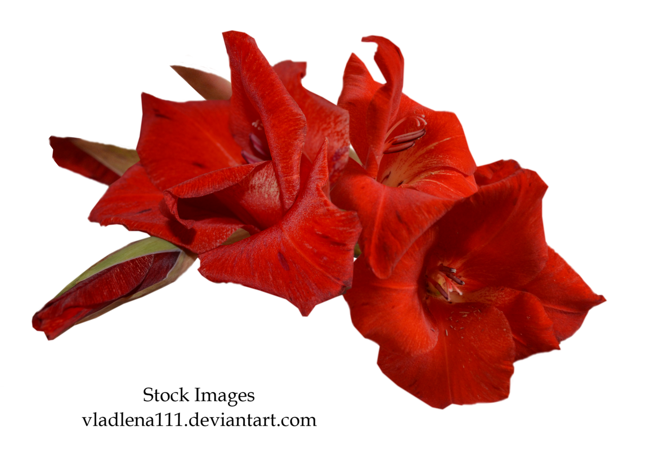 Gladiolus PNG libre