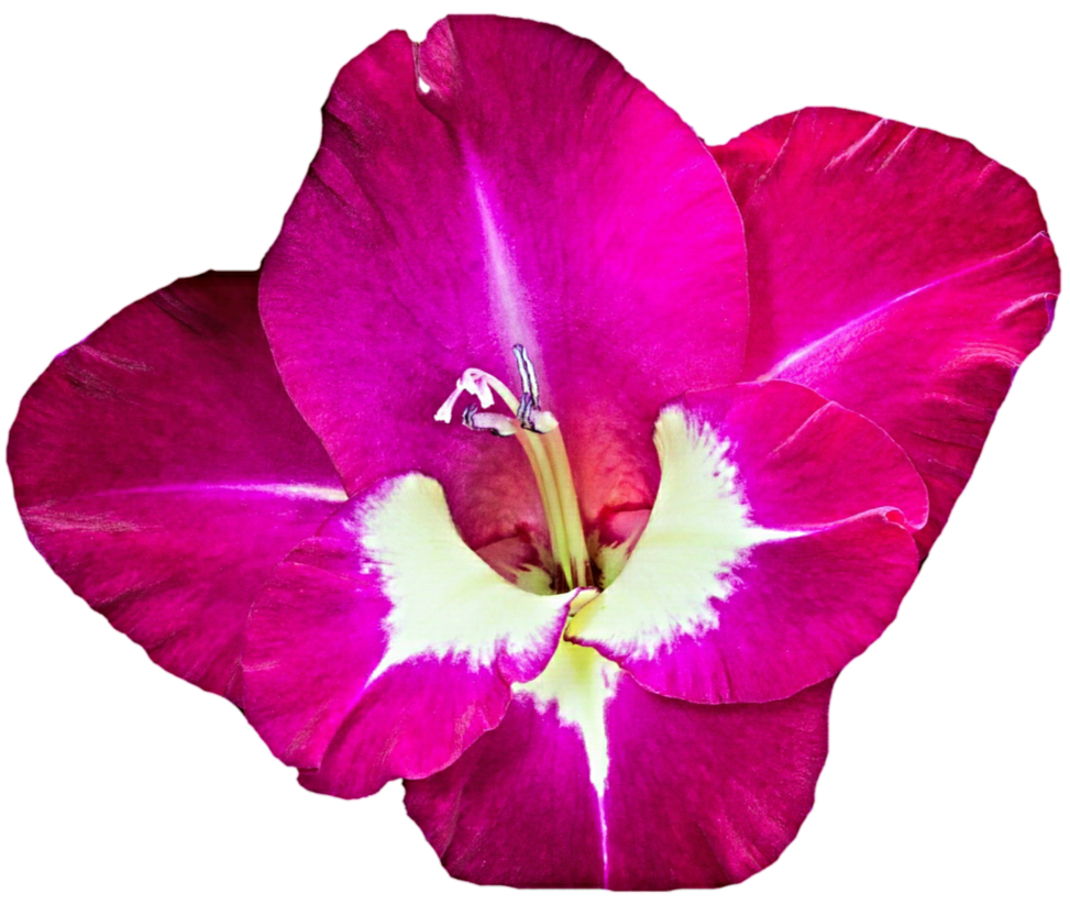 Gladiolus PNG Free Download