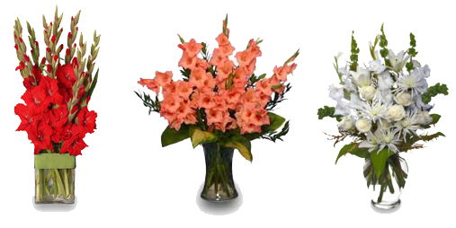 Gladiolus PNG Image