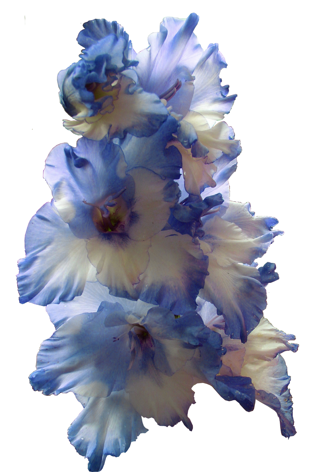 Image Gladiolus PNG