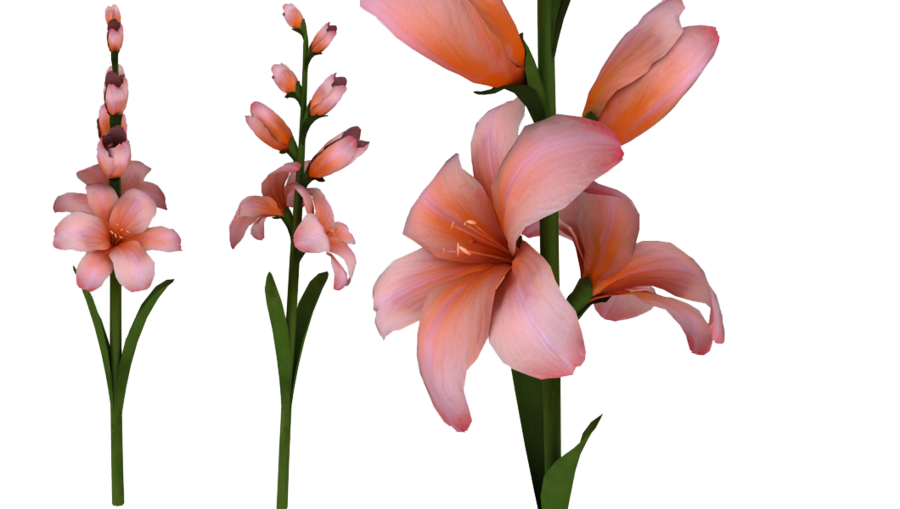 Gladiolus PNG Photo