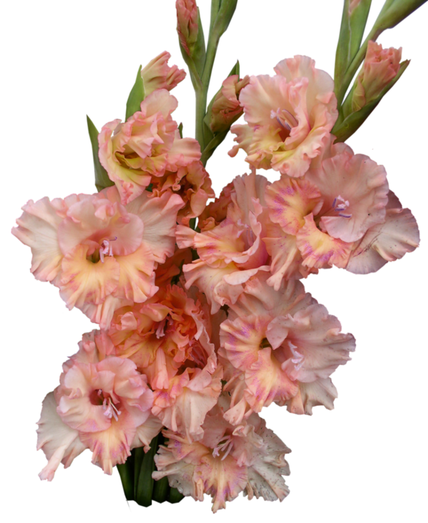 Gladiolus PNG Photos
