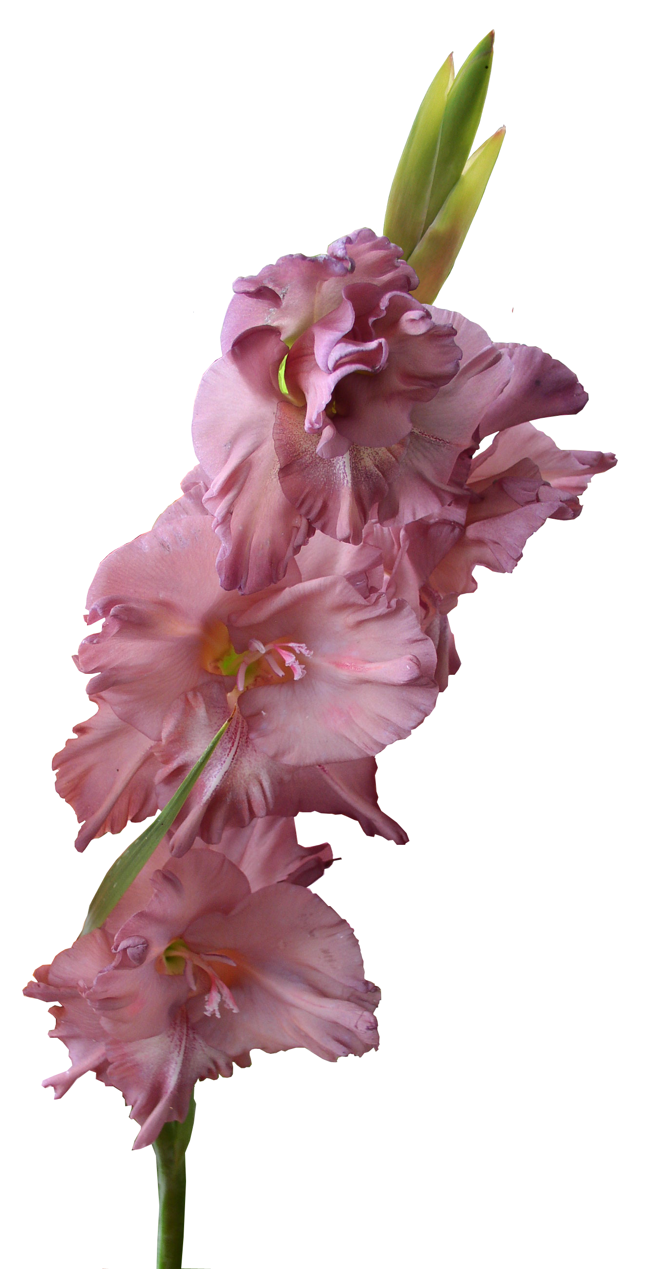 Gladiolus Pic