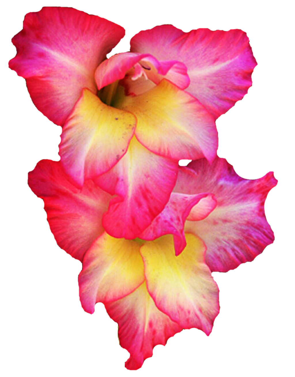 Gladiolus PNG Resmi