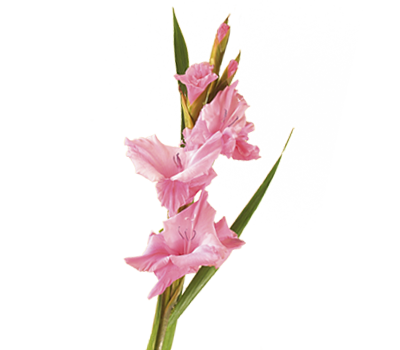 Gladiolus PNG transparentes Bild
