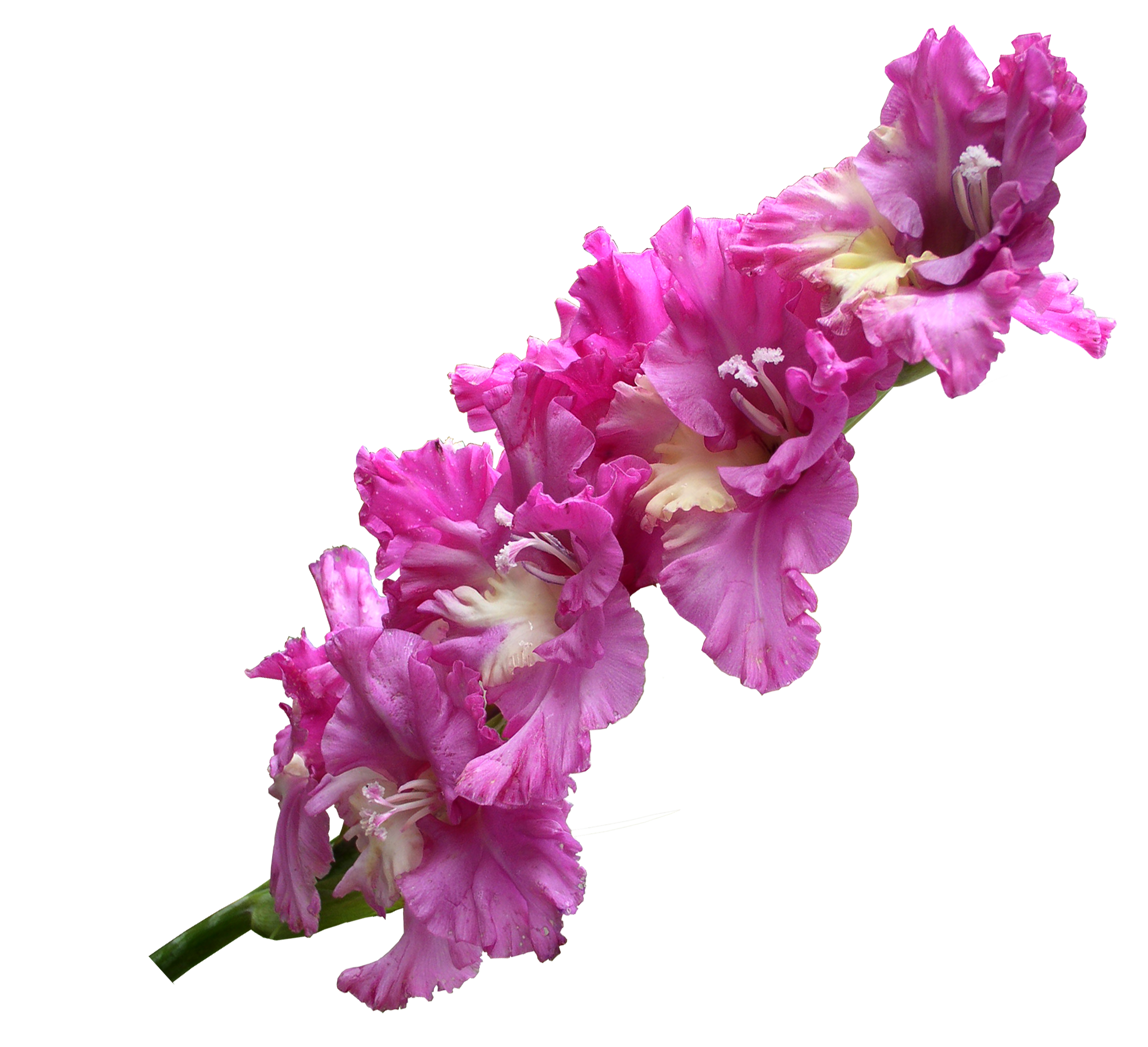 Gladiolus Transparent PNG