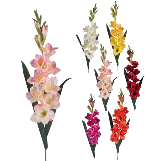 Gladiolus Transparent PNG