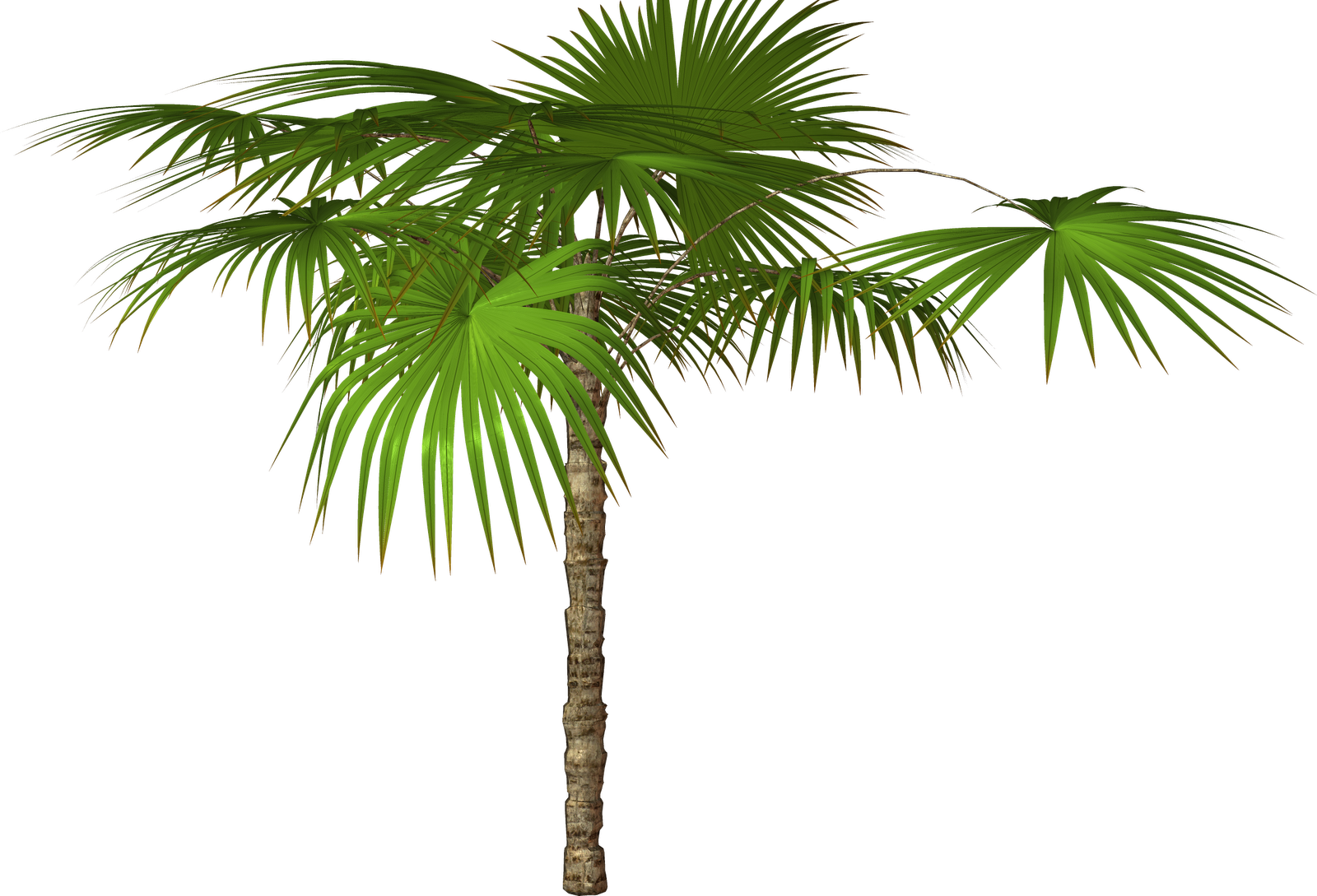 Jungle Tree PNG Free Download