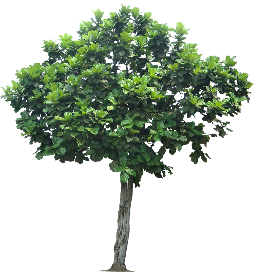شجرة الغابة شفافة PNG