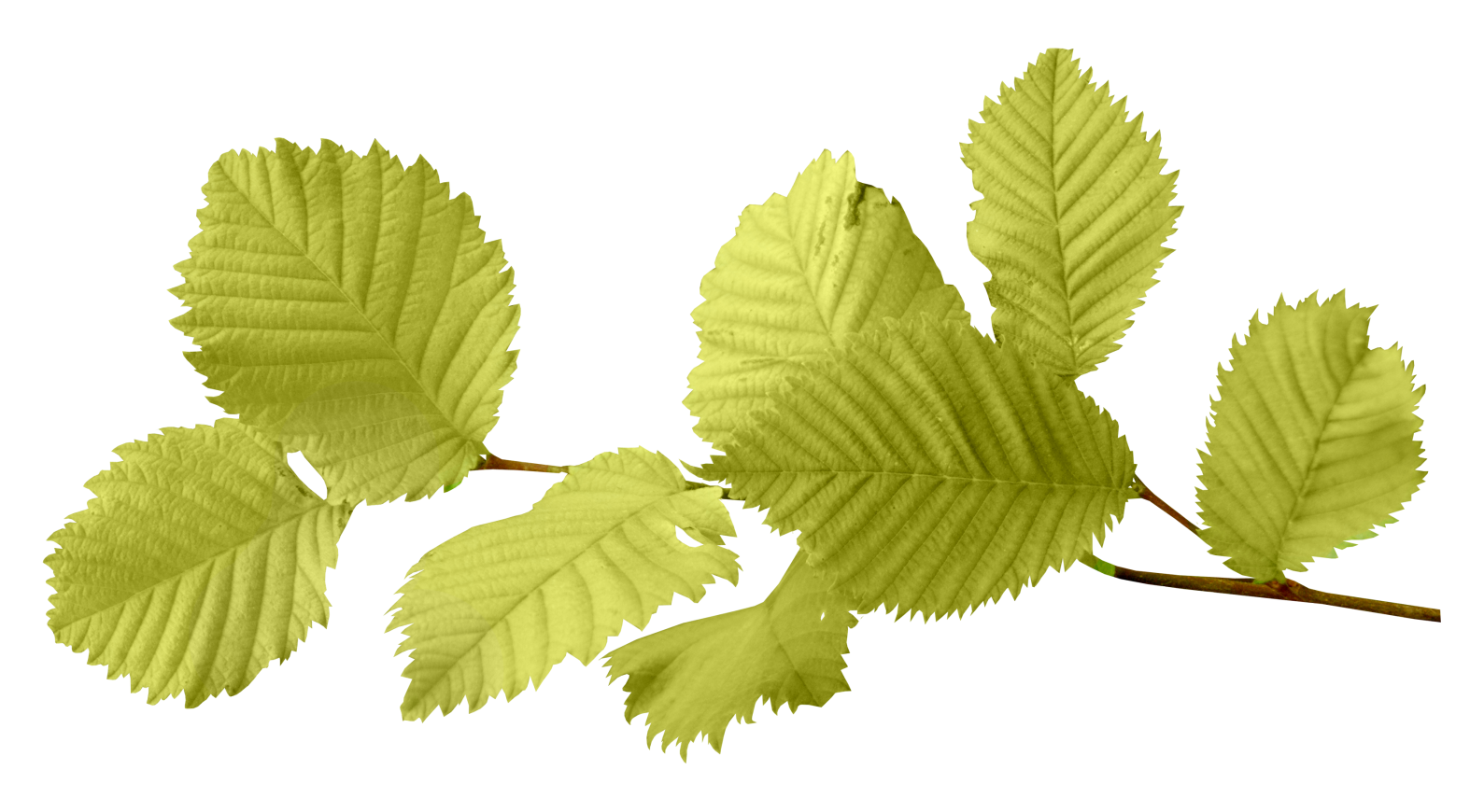 Leaf PNG Image