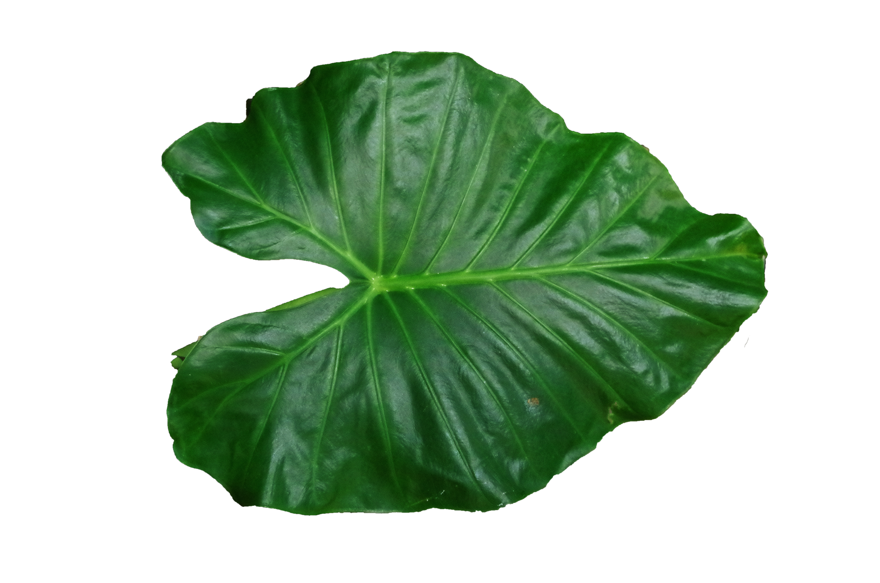 Leaf PNG Pic