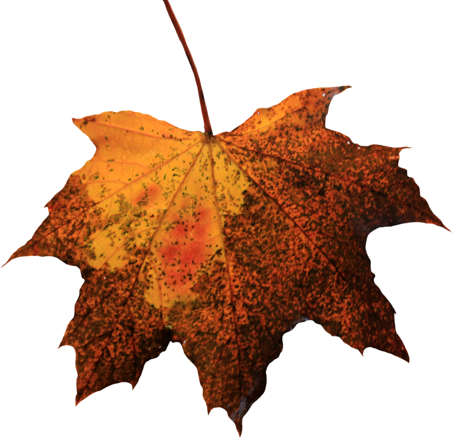 Leaf PNG Picture