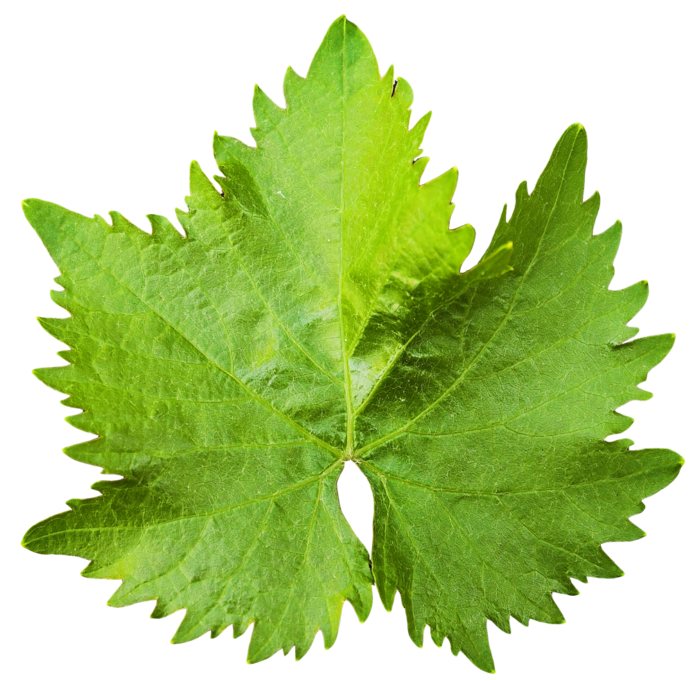 Leaf PNG Transparent Image