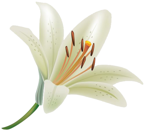 Lily PNG Clipart