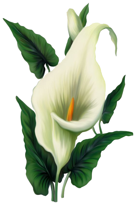 Lily PNG File