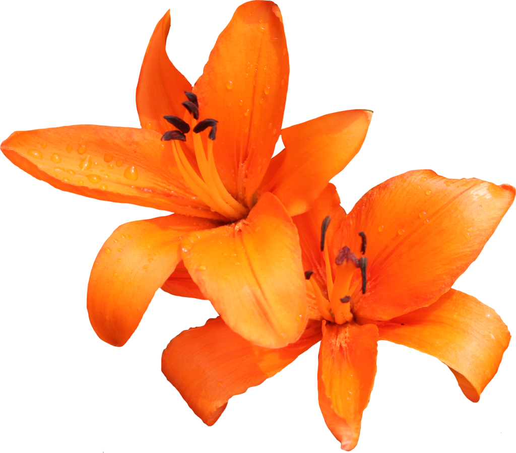 Lily PNG Photo