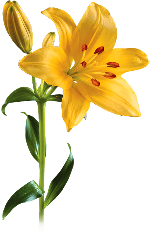 Lily PNG Picture