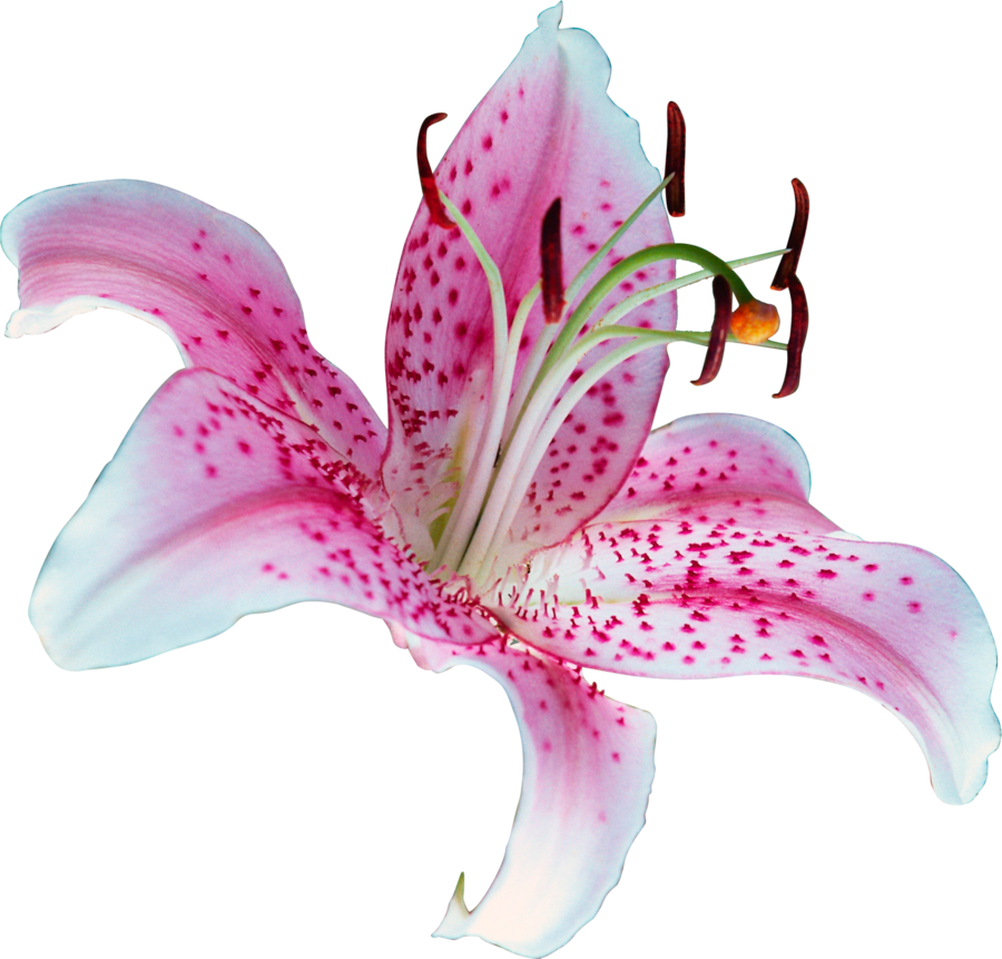 Lily PNG Transparent Picture