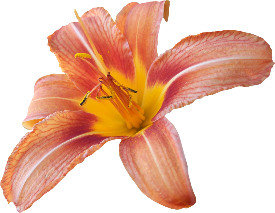 Lily Transparent Background