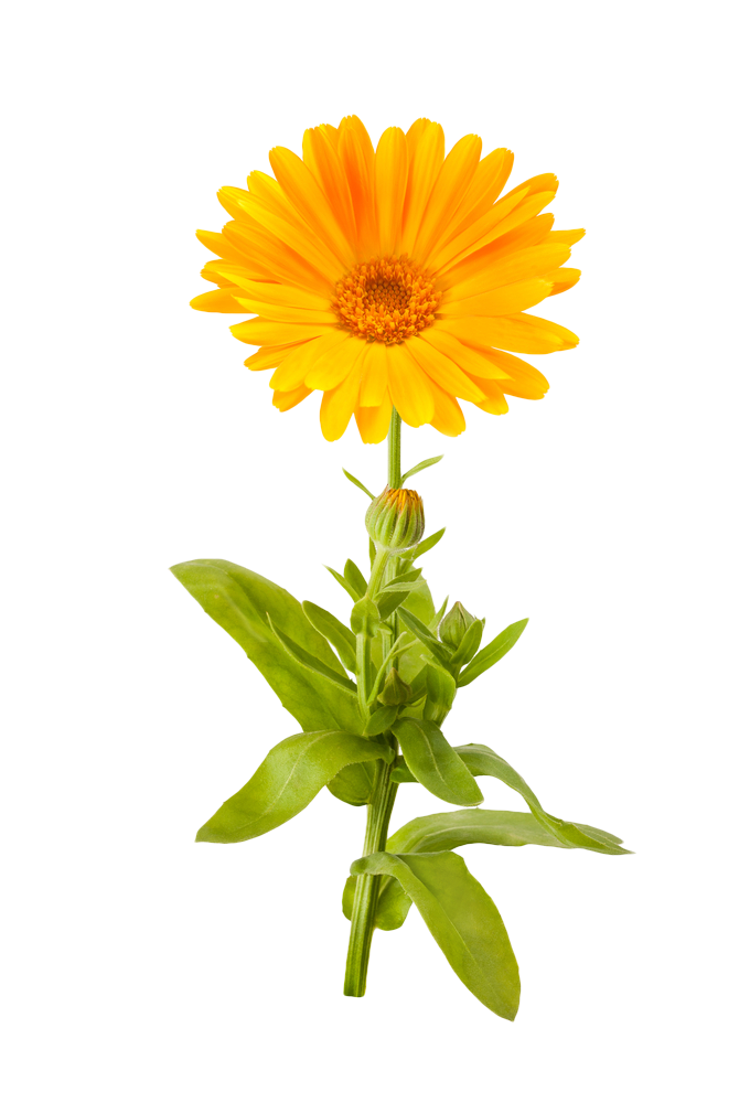 Marigold PNG Picture