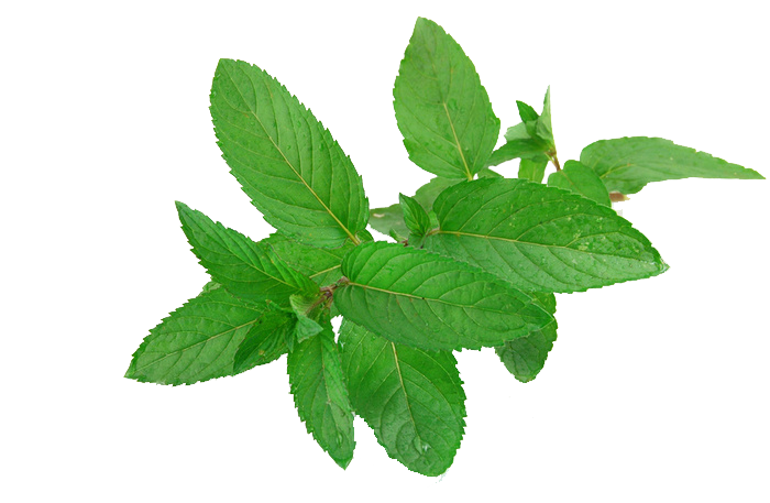 Mint PNG Free Download
