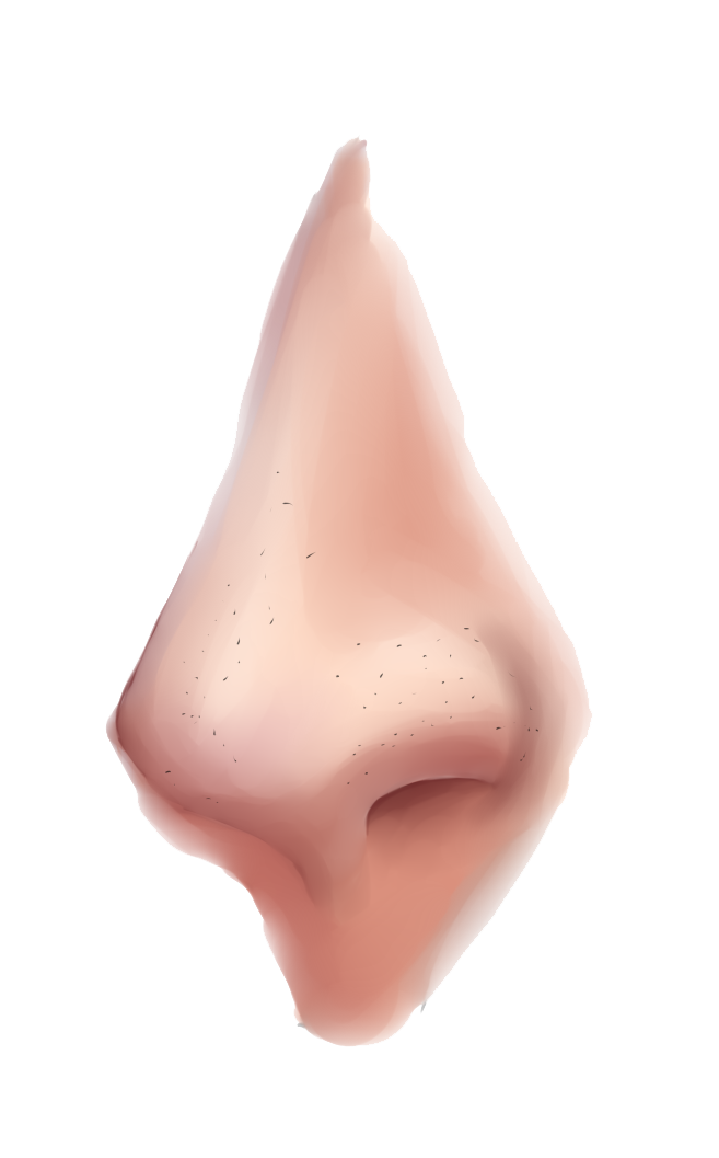 Nose PNG Clipart