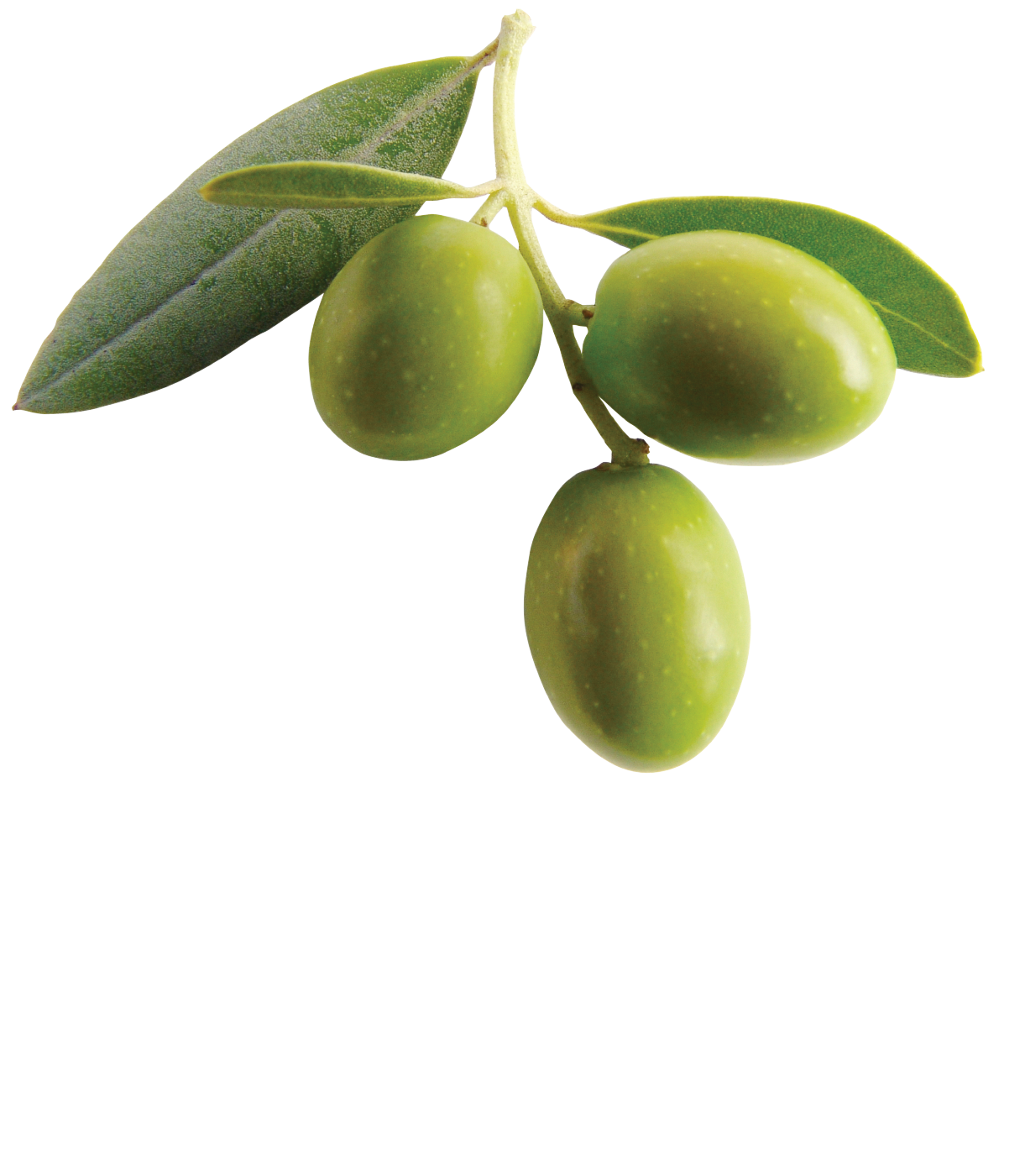 Olive PNG Clipart