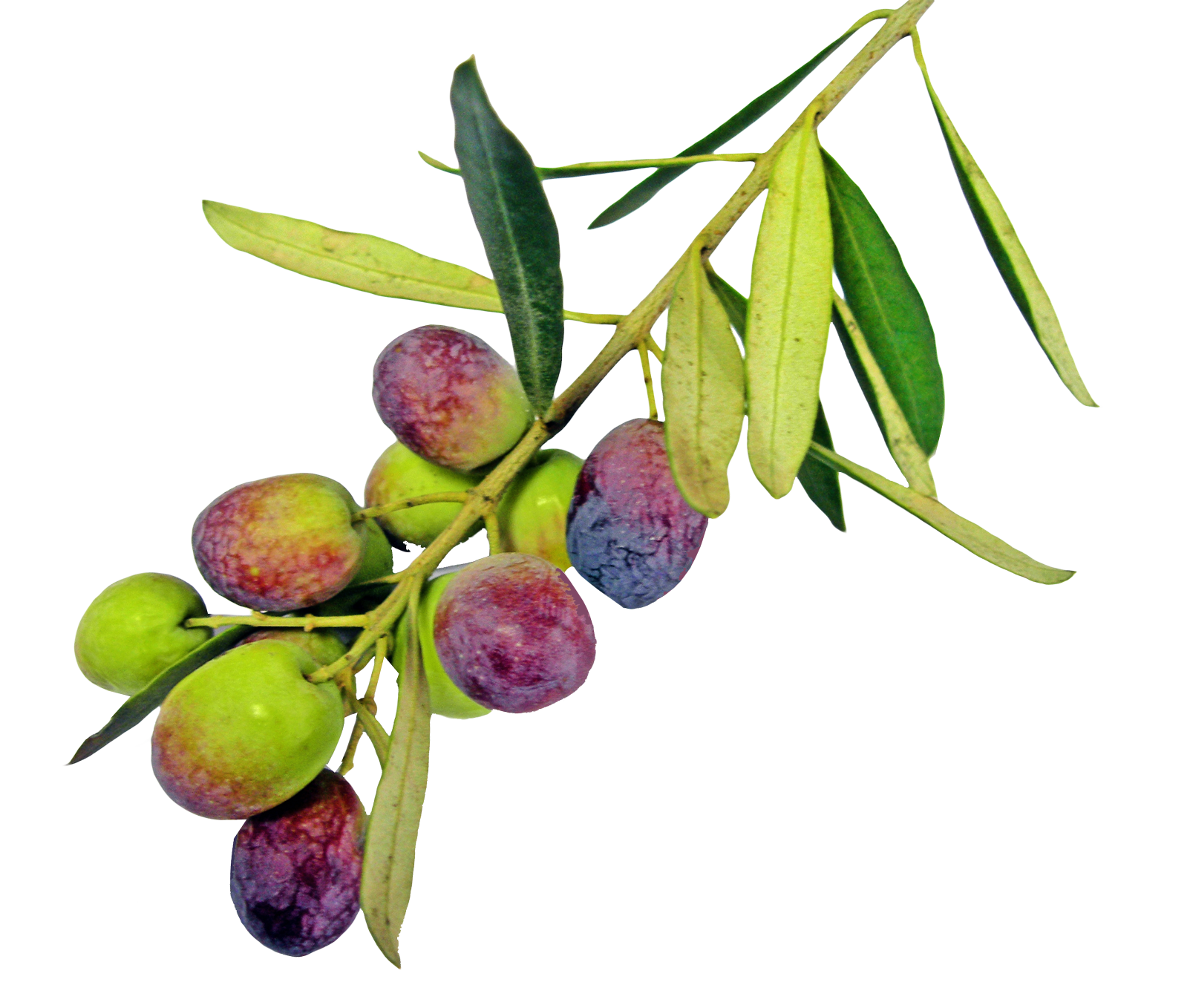 Olive PNG Pic