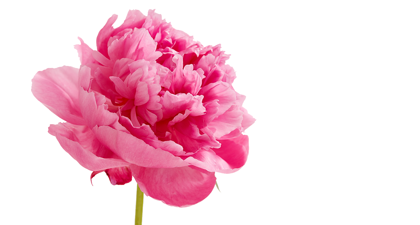 Immagine PNG peonies