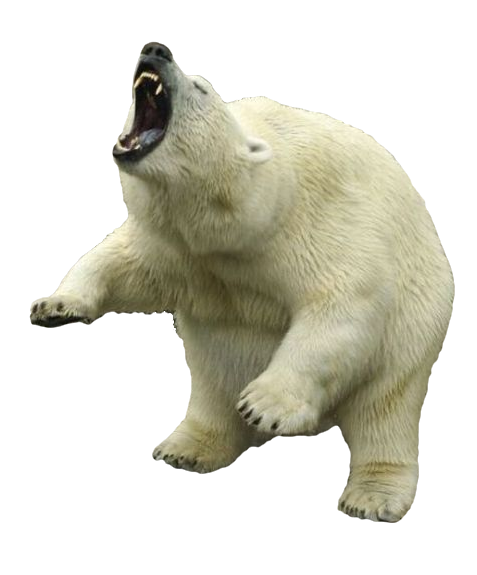 الدب القطبي PNG Clipart