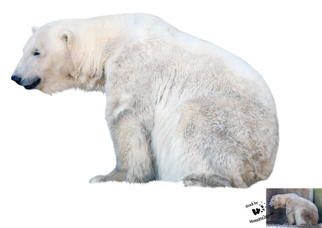Polar Bear PNG File