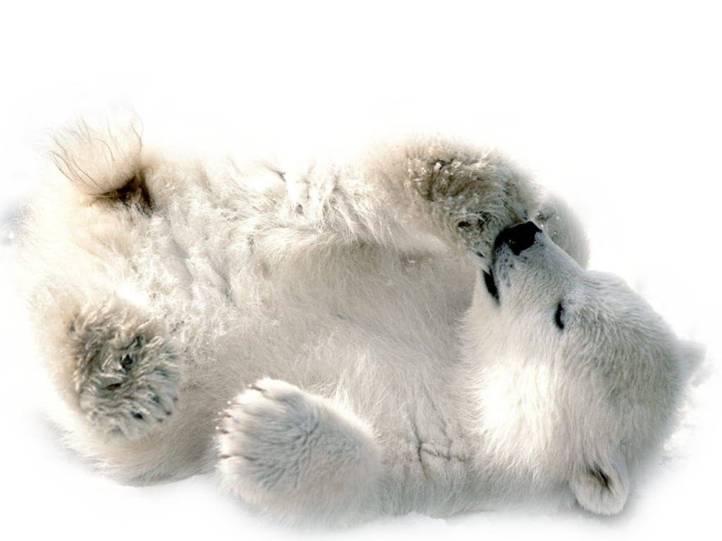 Polar Bear PNG Transparent Image