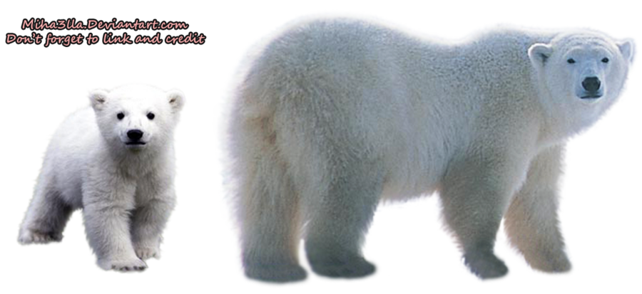 Polar Bear Transparent Background