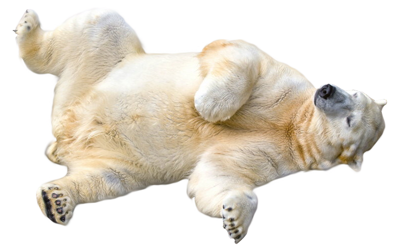 Polar Bear Transparent PNG