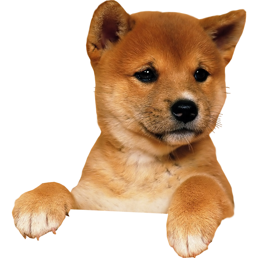 Puppy PNG Image