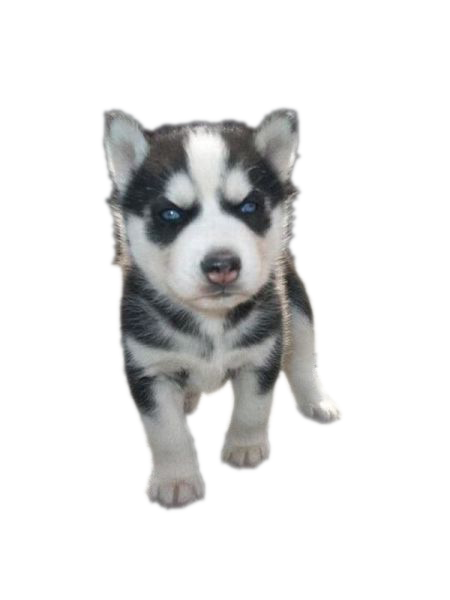 Сибирский хаски щенок PNG фото