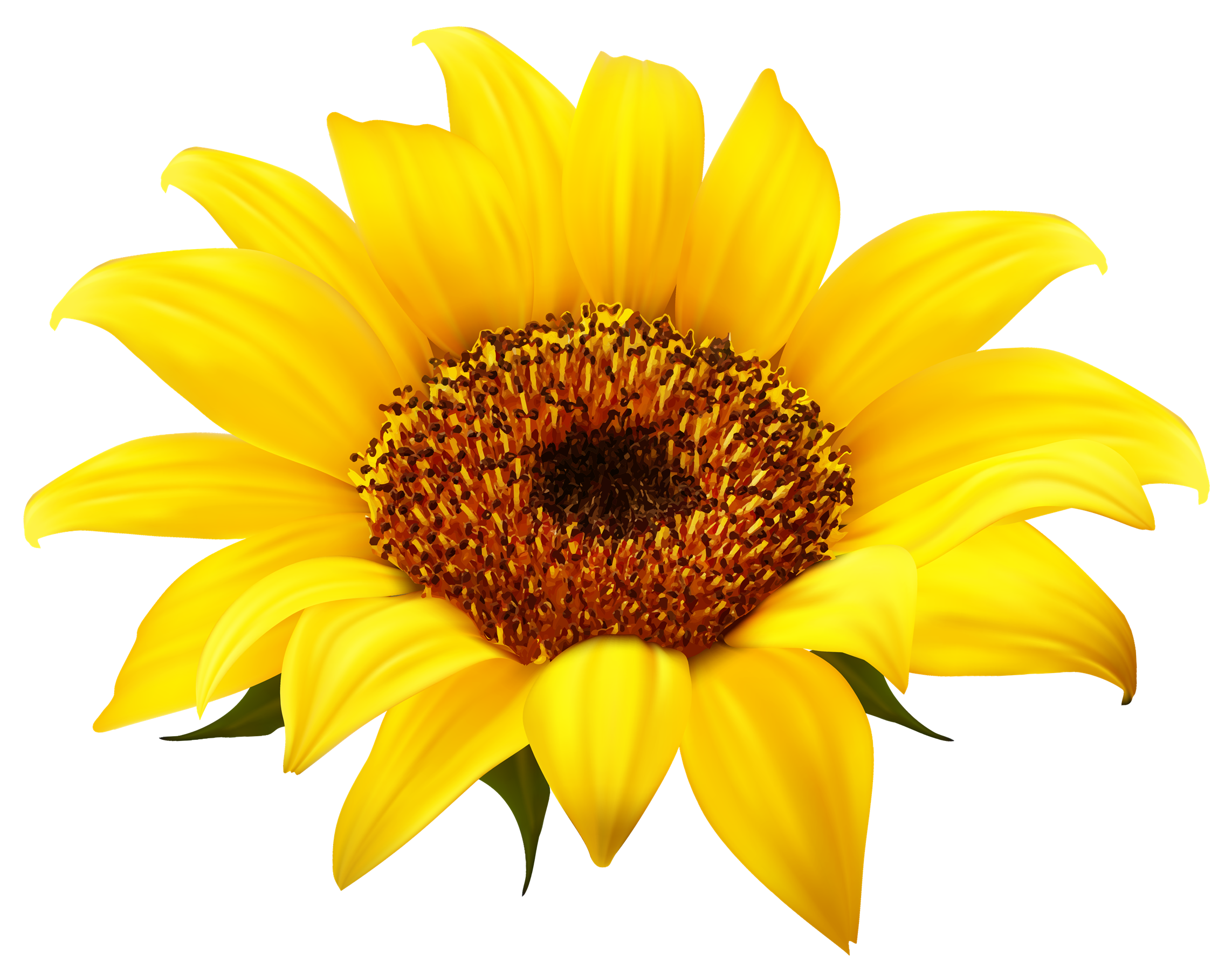 Sonnenblumen-PNG-Clipart