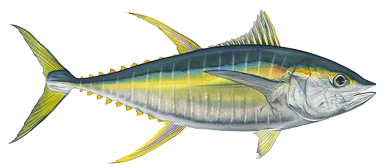 Ahi Thunfisch Transparenter Hintergrund