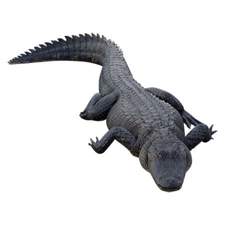 Alligator PNG Free Download