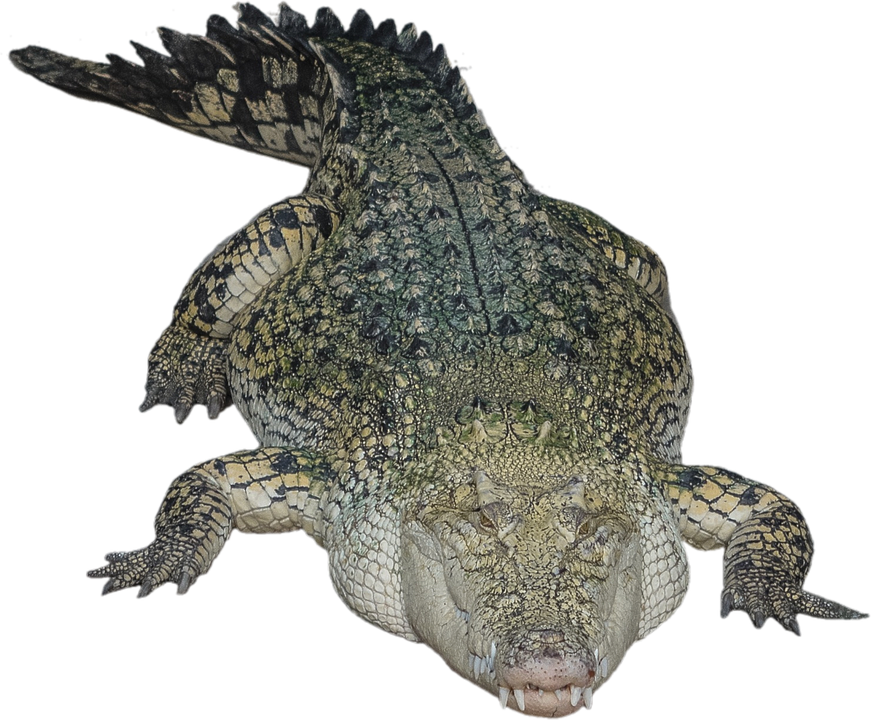 Alligator PNG HD